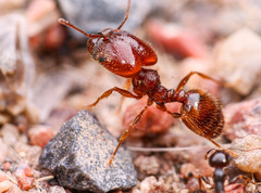 Pheidole xerophila