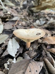 Russulaceae