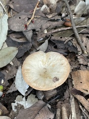 Russulaceae