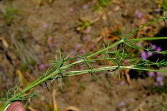 Galium spurium