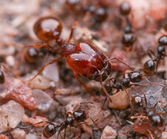 Pheidole xerophila