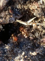 Pheidole xerophila
