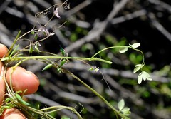 Cysticapnos cracca