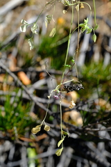 Cysticapnos cracca