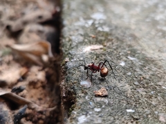 Polyrhachis bihamata