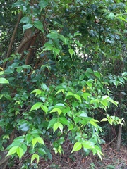 Decaspermum gracilentum