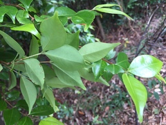 Decaspermum gracilentum