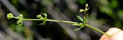 Galium spurium