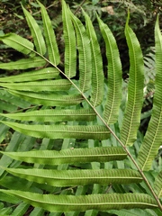 Menisciopsis penangiana