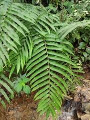 Menisciopsis penangiana