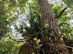 Dendrobium terminale