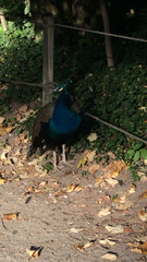 Pavo cristatus