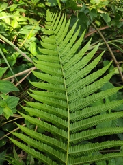 Pseudocyclosorus subochthodes