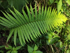 Pseudocyclosorus subochthodes