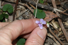 Viola perreniformis