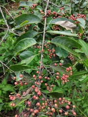 Rhamnus napalensis