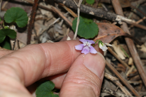 Image of Viola perreniformis by (c) Greg Tasney, some rights reserved (CC BY-SA)