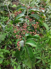 Rhamnus napalensis