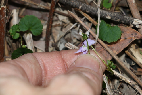 Image of Viola perreniformis by (c) Greg Tasney, some rights reserved (CC BY-SA)