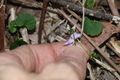 Viola perreniformis