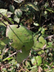 Callicarpa bodinieri
