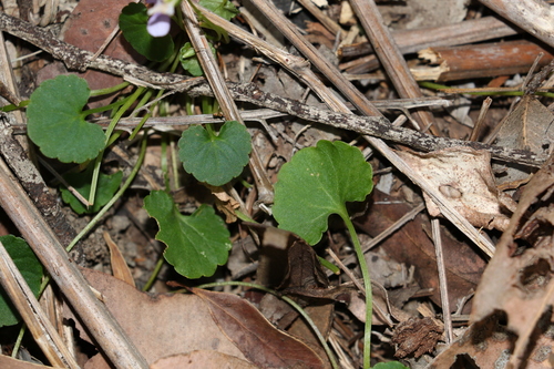 Image of Viola perreniformis by (c) Greg Tasney, some rights reserved (CC BY-SA)
