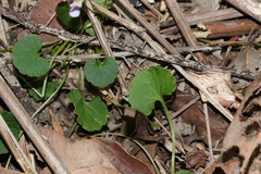 Viola perreniformis