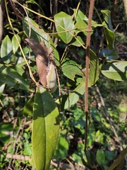 Derris fordii