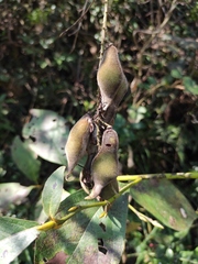 Derris fordii