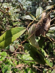 Derris fordii