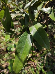 Derris fordii