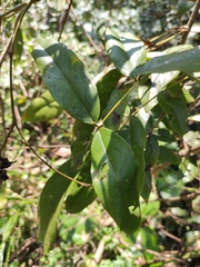 Derris fordii