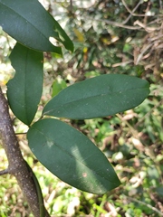Derris fordii