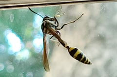 Phimenes flavopictus flavopictus