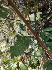 Callicarpa bodinieri
