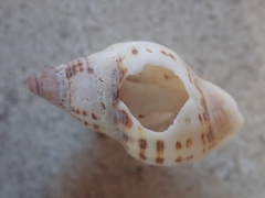 Agnewia tritoniformis