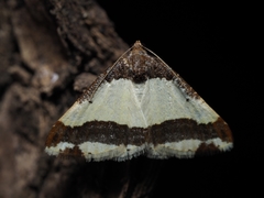 Ligdia batesii