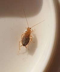 Ectobius vittiventris