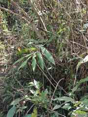 Alpinia japonica