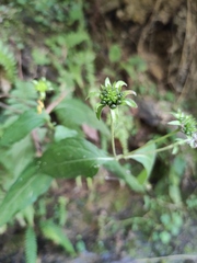Indocypraea montana