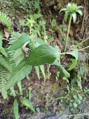 Indocypraea montana