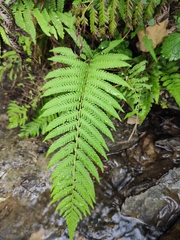 Pseudocyclosorus subochthodes