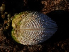 Periglypta reticulata