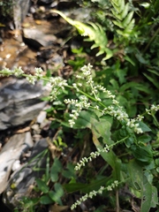 Artemisia lactiflora