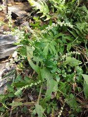 Artemisia lactiflora