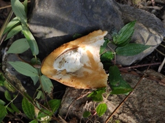 Akebia trifoliata