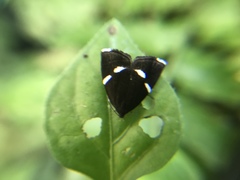 Alampla arcifraga