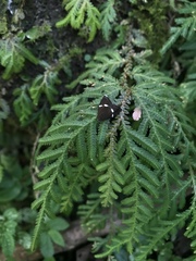 Alampla arcifraga