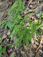 Selaginella moellendorffii