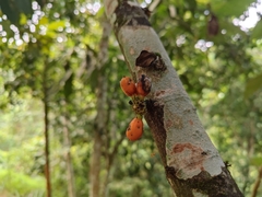 Goniothalamus griffithii